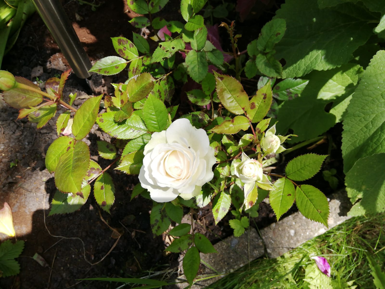 Luther-Rose-2019 (3)