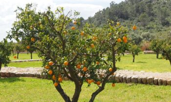 Faire Orangen aus Italien im Advent 2024 – Eine Aktion für mehr Gerechtigkeit