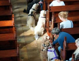 2025-06-02_Hundetrainig1