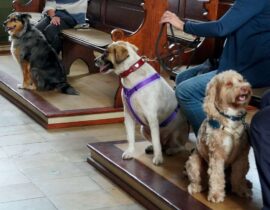 2025-06-02_Hundetrainig3