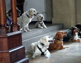 2025-06-02_Hundetrainig4