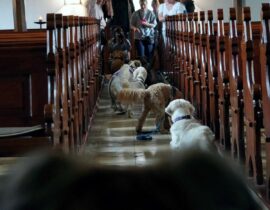 2025-06-02_Hundetrainig5